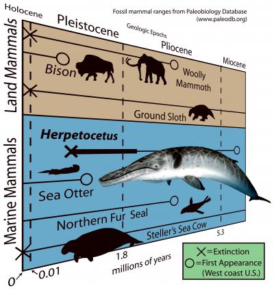 The Geologic Ages of the Dwarf Baleen Whale <i>Herpetocetus</i>