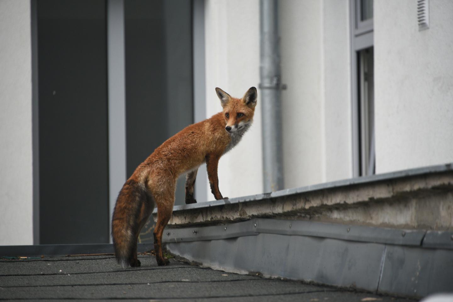 Fox in a Yard in Vienna