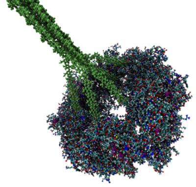 3-D Model of Plant Cellulose Synthase