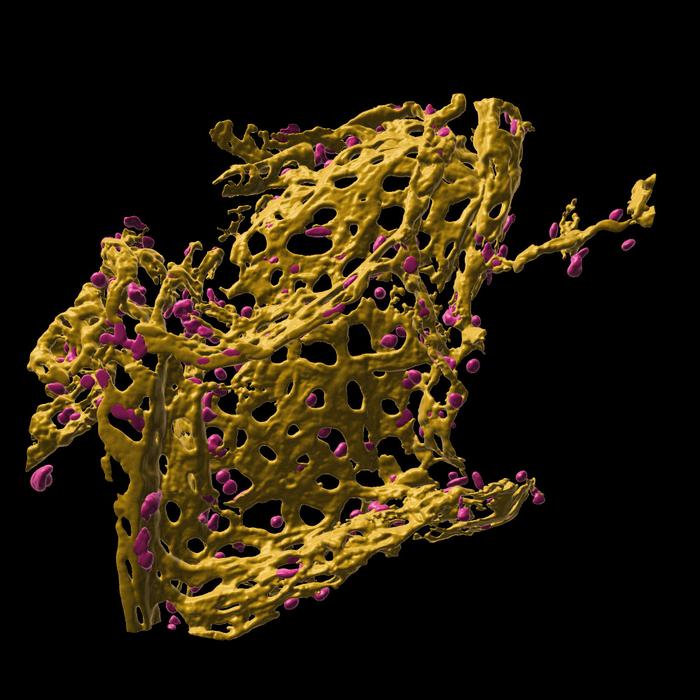 Pulmonary capillary network in human precision cut lung slices (hPCLS)