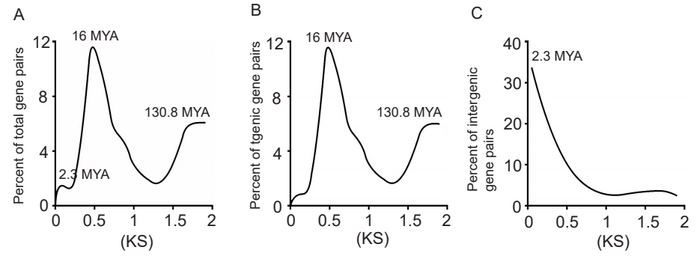 Figure 3 Evolutionary analysis for the origin of genic genes and intergenic transcripts in the G. arboreum genome.