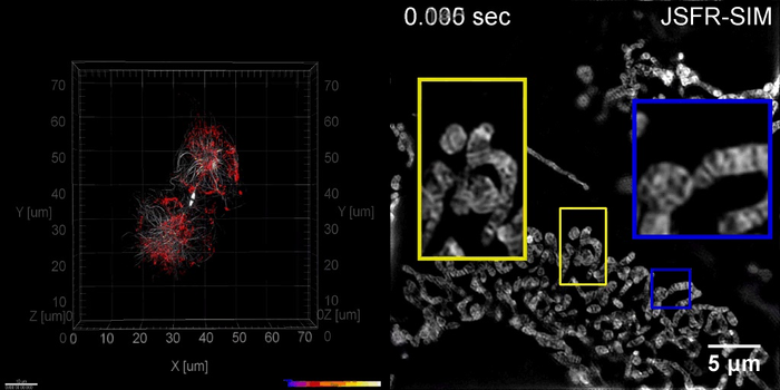 JSFR-SIM enables real-time visualization of microtubule and mitochondria dynamics.