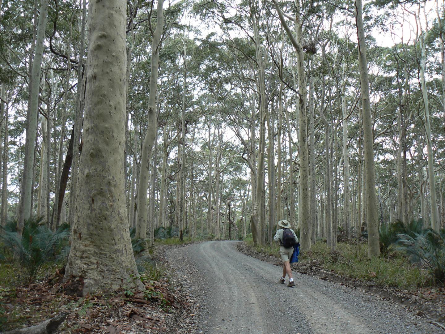 NSW Southeast Forests