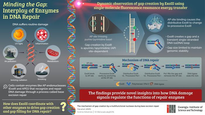 GIST Scientists Unravel the Inner Workings of DNA Repair Enzymes