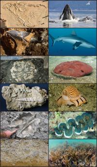Fossils and Their Living Relatives