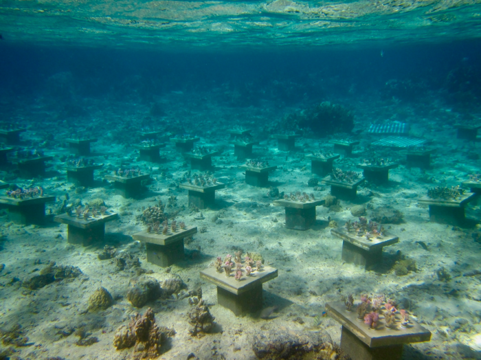 Coral Gardens in French Polynesia