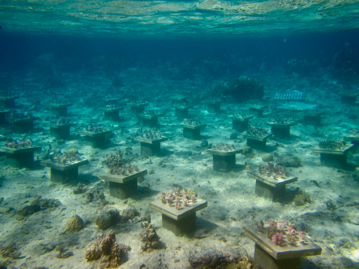 Underwater Gardens Boost Coral Diversity to Stave Off ‘Biodiversity Meltdown’