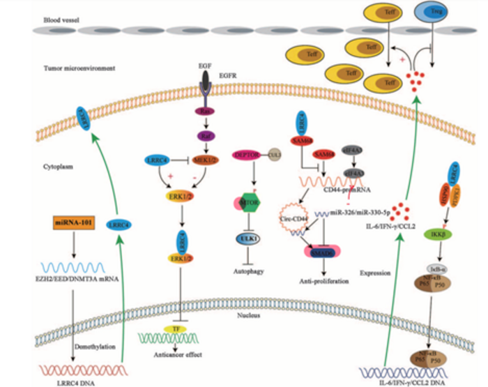 LRRC4 and its role in combating an aggressive form of brain cancer