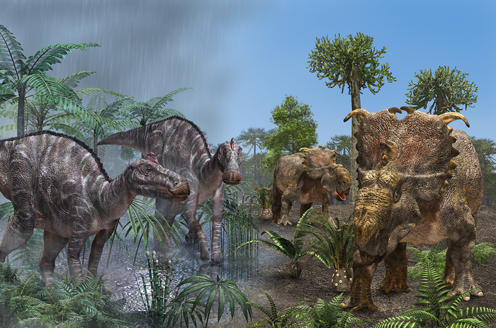 Hadrosaurids and ceratopsids