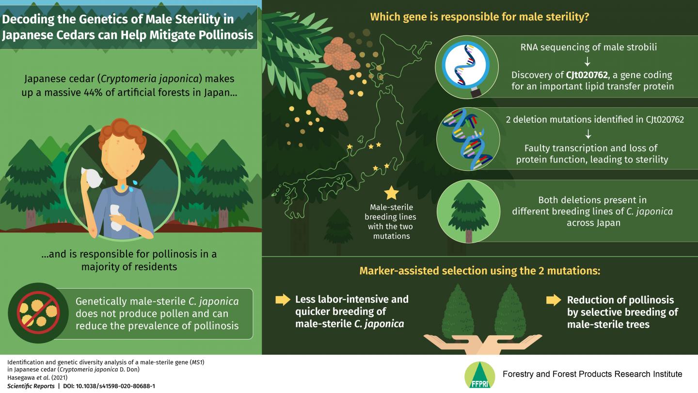 Identification and genetic diversity analysis of a male-sterile gene (MS1) in Japanese cedar (Cryptomeria japonica D. Don)