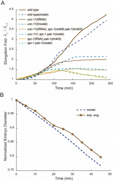 Model predictions and experiments