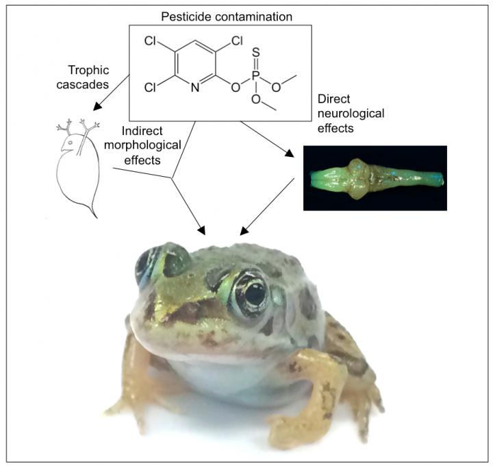 Common Pesticide Inhibits Brain Development in Frogs