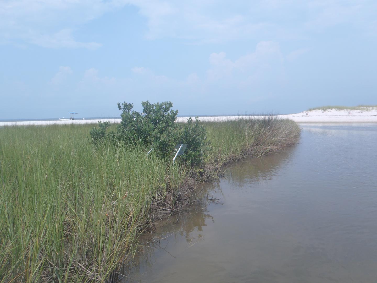 Horn Island Salt Marsh