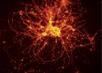Neurons Made from Bipolar Stem Cells