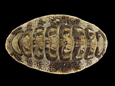 <i>Acanthopleura japonica</i>