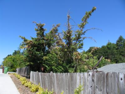 Monterey Cypress in CA