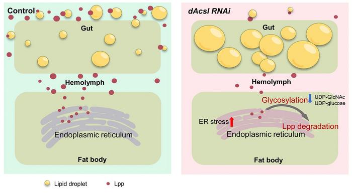 Working model for the role of dAcsl in the regulation of circulating lipoprotein level