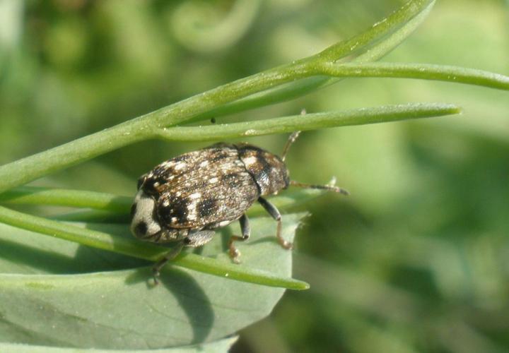 Pea Weevil (<i>Bruchus pisorum</i>)