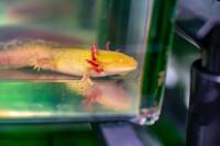 An Axolotl in the Lab of Drs. Randal Voss and Jeramiah Smith of the University of Kentucky