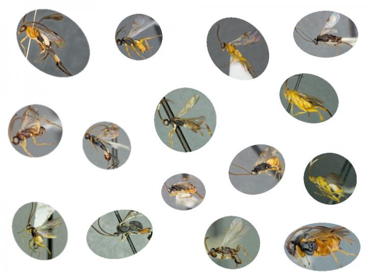 Microgastrinae Wasp Diversity