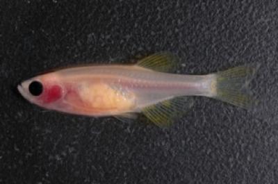 Transparent Zebrafish