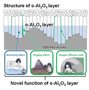 Figure 2.  The mechanism by which the α-Al2O3 layer becomes resistant to exfoliation