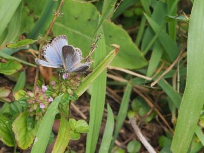 Pale Grass Blue Butterfly