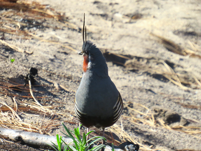 Mountain Quail