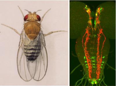 Fruit Fly -- Illustration and Brain