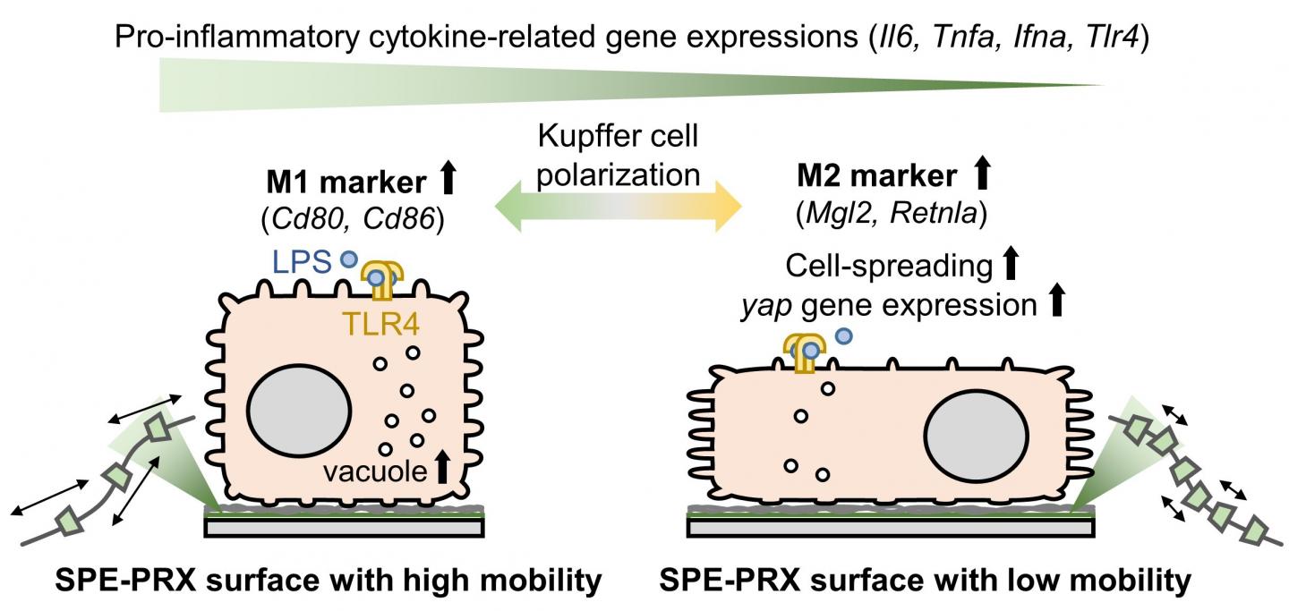 Immune response of Kupffer cells depending on the molecular mobility of polyrotaxane (PRX) surfaces.