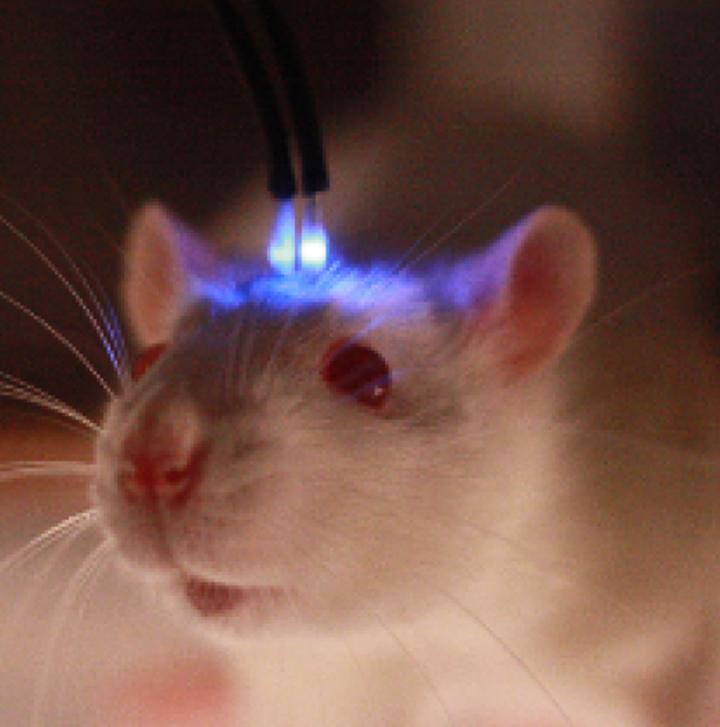 Mouse with Blue Light Apparatus Attached