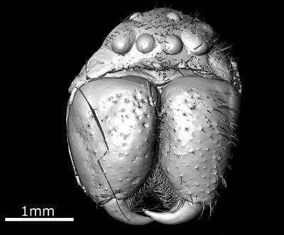 Fossil Huntsman Spider (2 of 2)