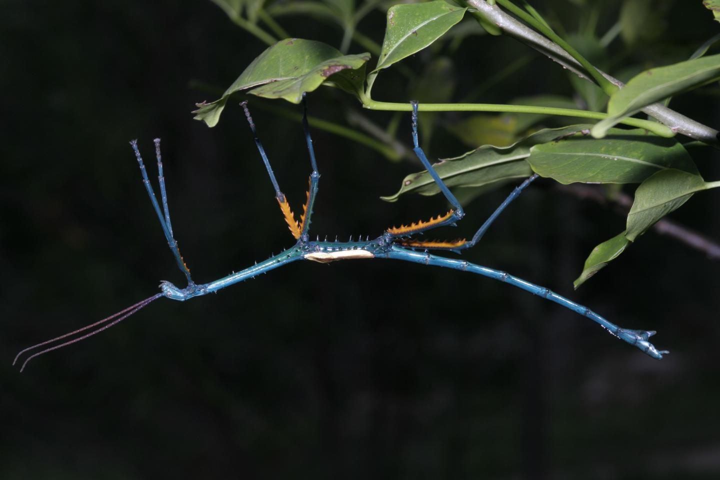 Love Island: Flamboyant Males Get The Girls On Madagascar