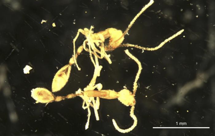 The two individuals of Leptanilla voldemort collected in Pilbara