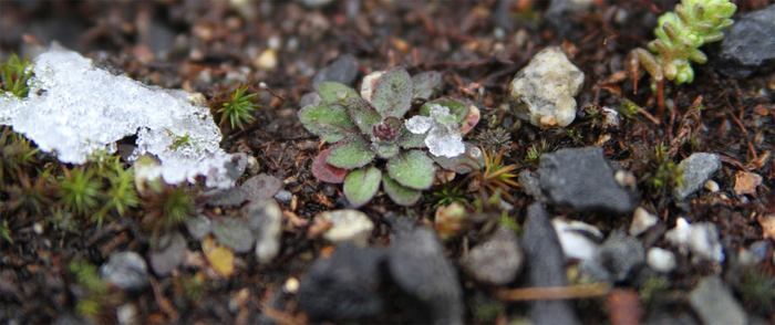 Arabidopsis thaliana