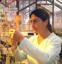 Scientist Susan Mazer in a UCSB Greenhouse