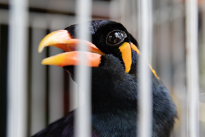 Common hill myna (Gracula-religiosa)