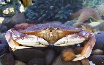 Dungeness Crab