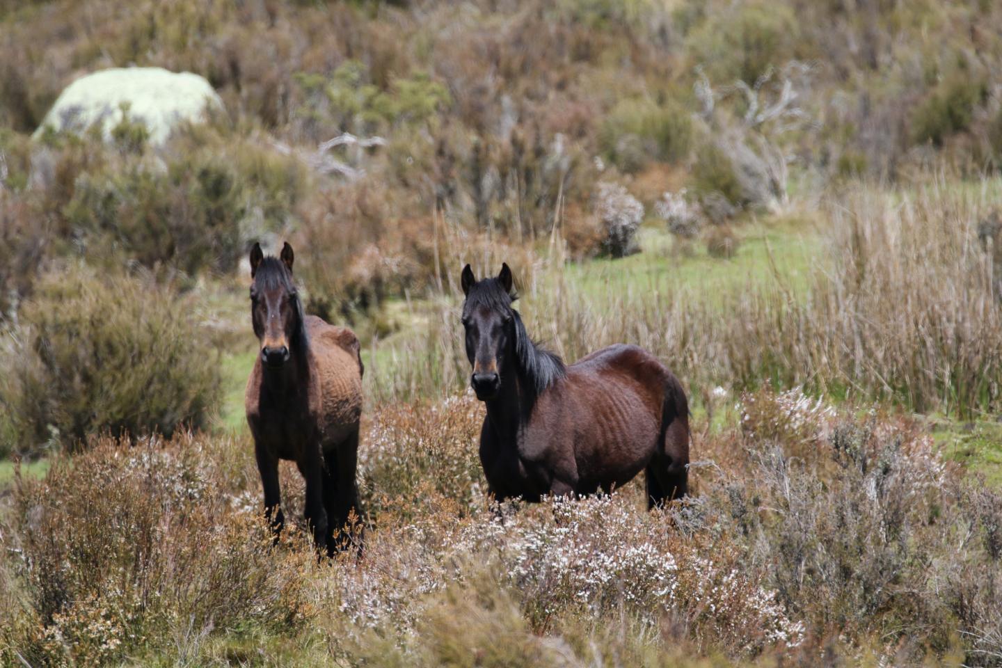 Wild Horses in Kosciusko National Park, Australia