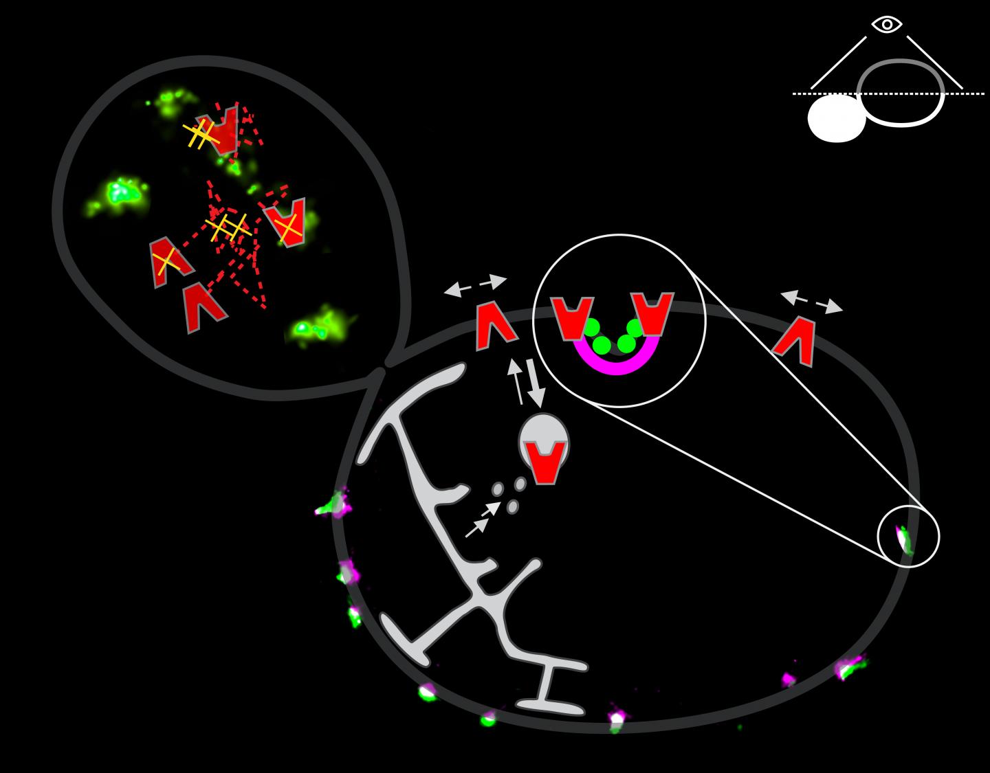 Image of Transport Proteins and Eisosomes