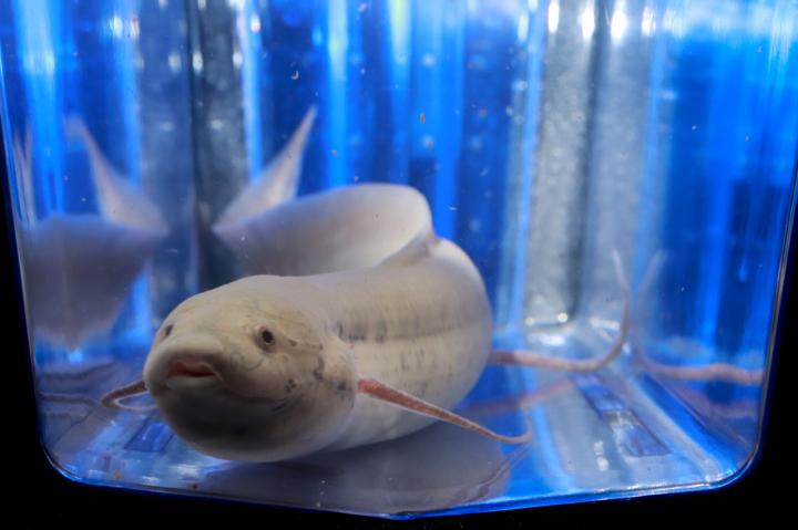 West African Lungfish