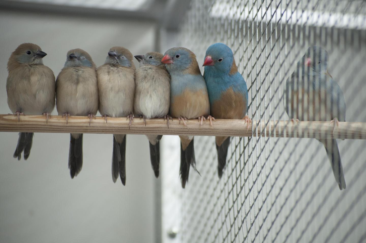 Songbird Courtship Influenced by Who's in the Audience (2 of 8)