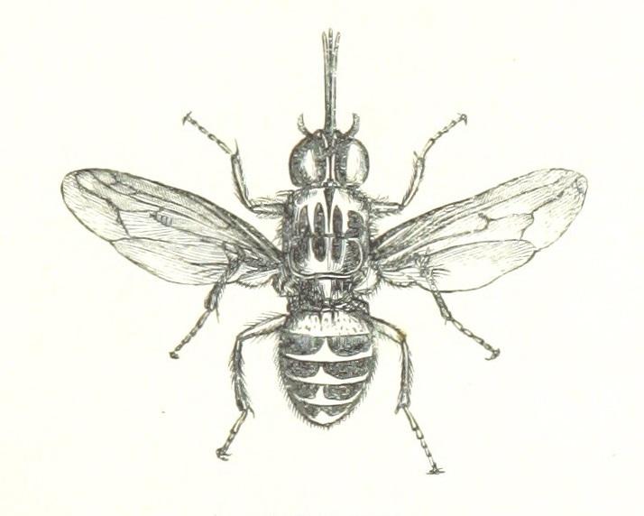 A Tsetse Fly (<I>Glossina palpalis</I>)