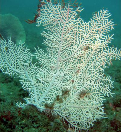 <i>Eugorgia mutabilis</i> (1 of 2)