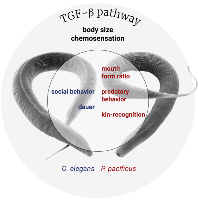 Schematic overview of TGF-ß signaling pathway functions in the two nematode species C. elegans and P. pacificus.
