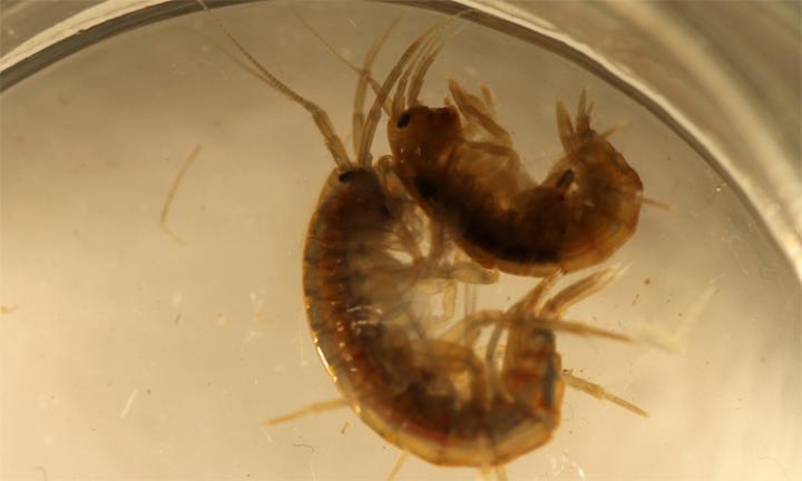 Amphipod Mating