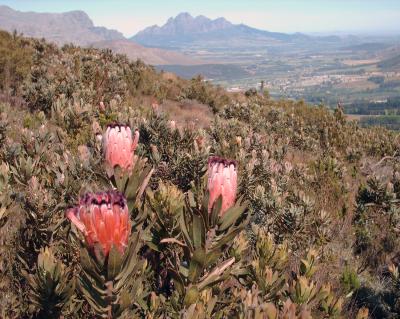 Proteaceae Plants, South Africa