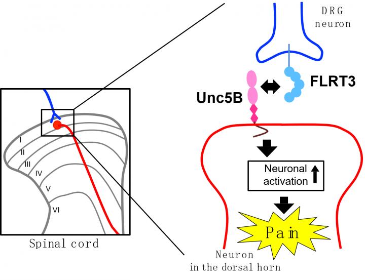 FLRT3-Induced Pain