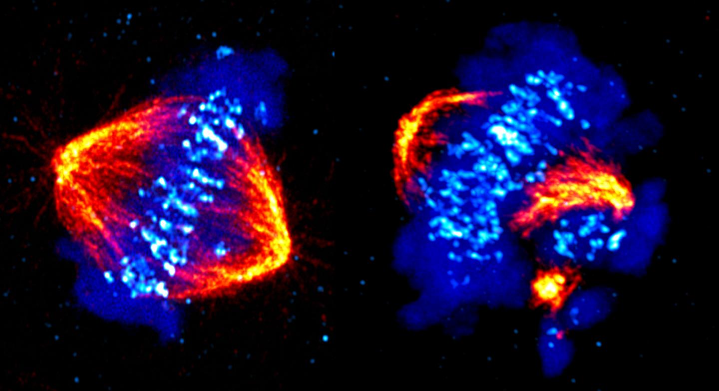 CDK12 Is Critical For Proper Chromosome Alignment And Progression Through Mitosis