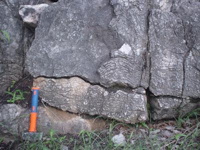Carbonate Rocks – Geology is the Way
